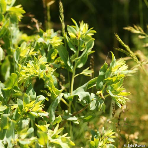 Cérinthe auriculé - Cerinthe minor subsp. auriculata