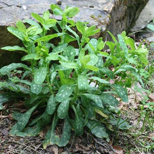 Cérinthe glabre - Cerinthe glabra subsp. glabra