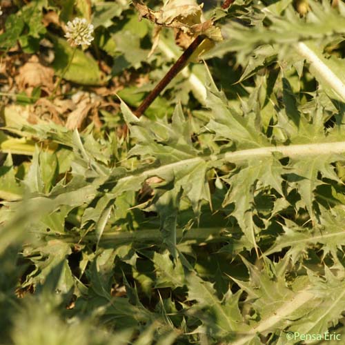 Chardon penché - Carduus nutans subsp. nutans