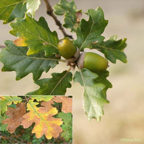 Chêne blanc - Quercus pubescens