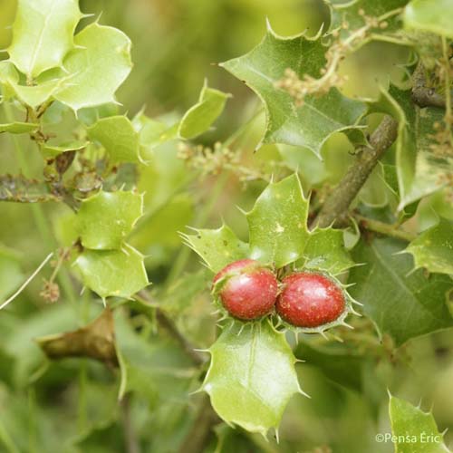 Chêne Kermès - Quercus coccifera