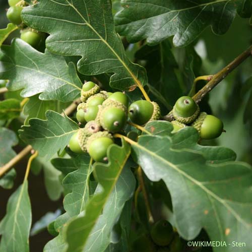 Chêne Rouvre - Quercus petraea subsp. petraea