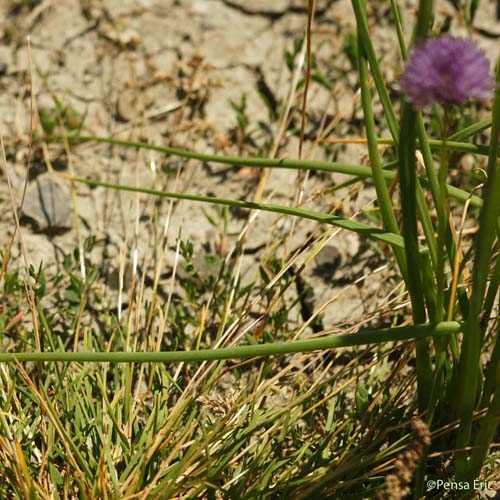 Ciboulette - Allium schoenoprasum subsp. schoenoprasum
