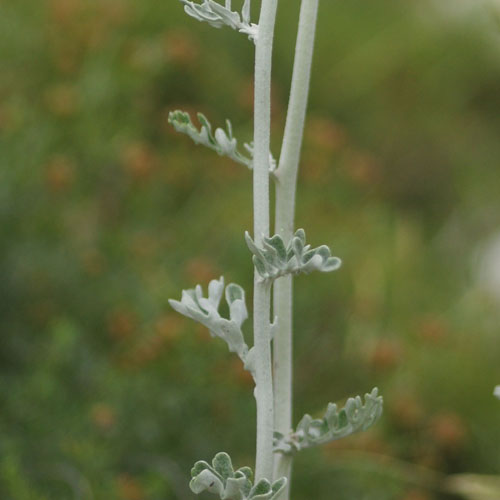 Cinéraire - Jacobaea maritima subsp. maritima