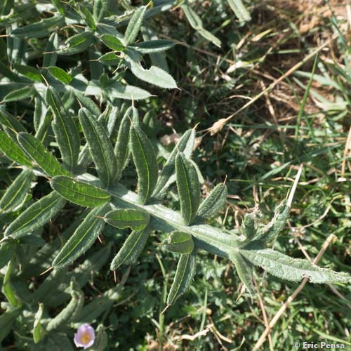 Cirse laineux  - Cirsium eriophorum