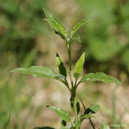 Ciste à feuilles de laurier - Cistus laurifolius subsp. laurifolius