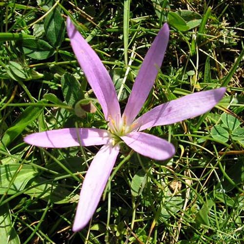Colchique des Pyrénées - Colchicum montanum