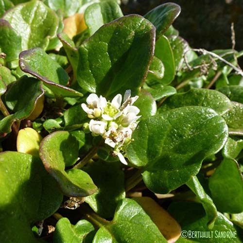 Cranson officinal - Cochlearia officinalis