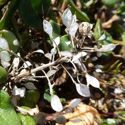 Cranson officinal - Cochlearia officinalis