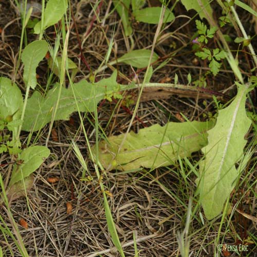 Crépide à feuilles de pissenlit - Crepis vesicaria subsp. taraxacifolia
