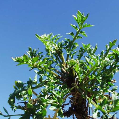 Cresson des bois - Rorippa sylvestris
