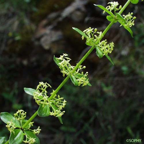 Croisette de printemps - Cruciata glabra