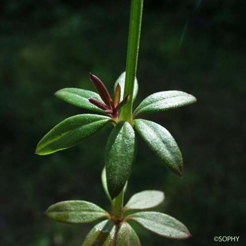 Crucianelle à larges feuilles - Crucianella latifolia