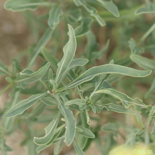 Diplotaxe à feuilles étroites - Diplotaxis tenuifolia