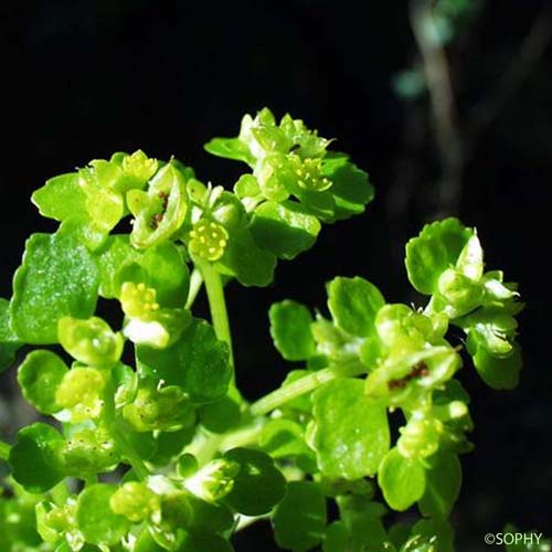 Dorine à feuilles opposées - Chrysosplenium oppositifolium