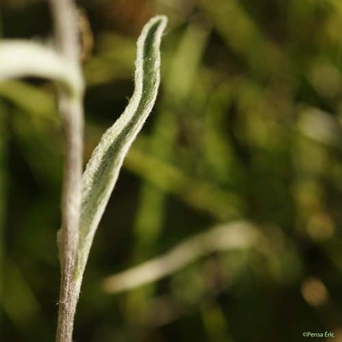 Edelweiss - Leontopodium nivale subsp. alpinum