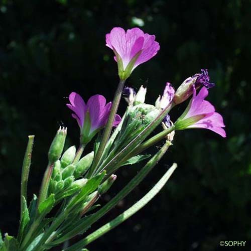 Épilobe à grandes fleurs - Epilobium hirsutum