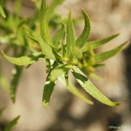 Épilobe des moraines - Epilobium dodonaei subsp. fleisheri