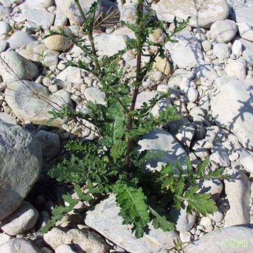 Érucastre à feuilles de Cresson - Erucastrum nasturtiifolium subsp. nasturtiifolium