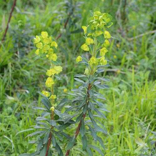 Euphorbe des bois - Euphorbia amygdaloides subsp. amygdaloides