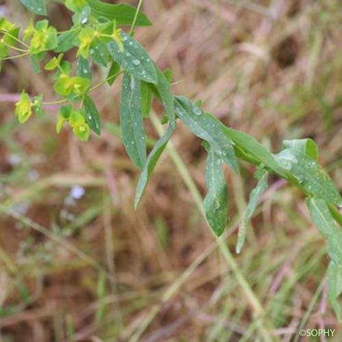 Euphorbe à feuilles larges - Euphorbia platyphyllos