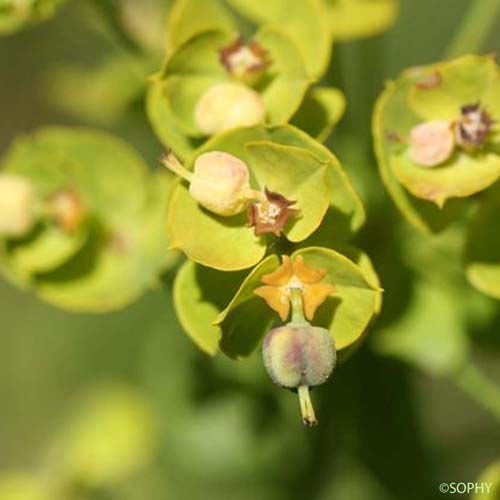 Euphorbe âcre - Euphorbia esula subsp. esula