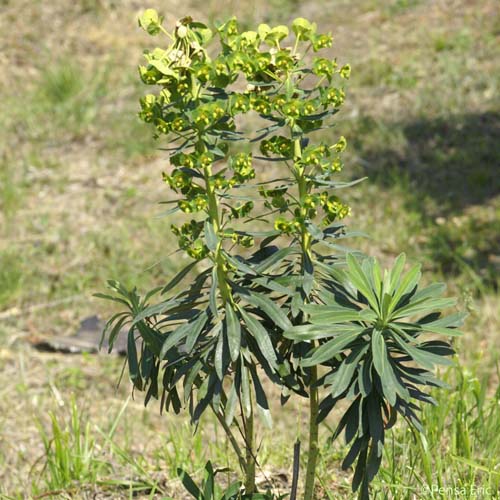 Euphorbe Characias - Euphorbia characias subsp. characias