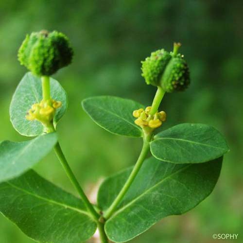 Euphorbe d'Irlande - Euphorbia hyberna