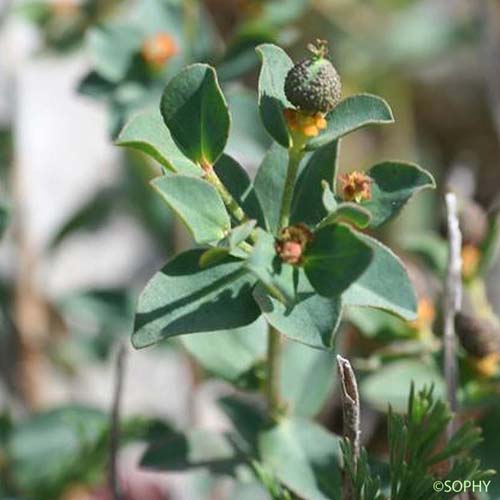 Euphorbe de Duval - Euphorbia duvalii