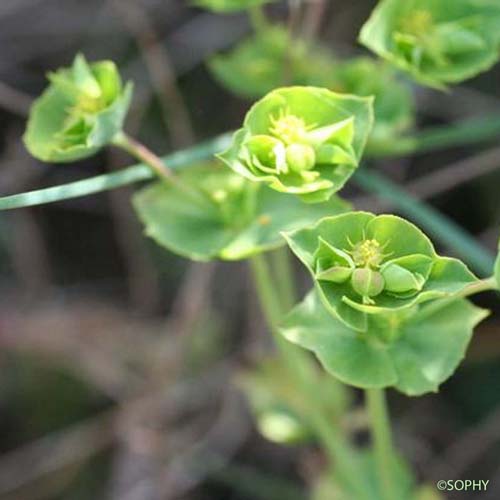 Euphorbe de Terracine - Euphorbia terracina