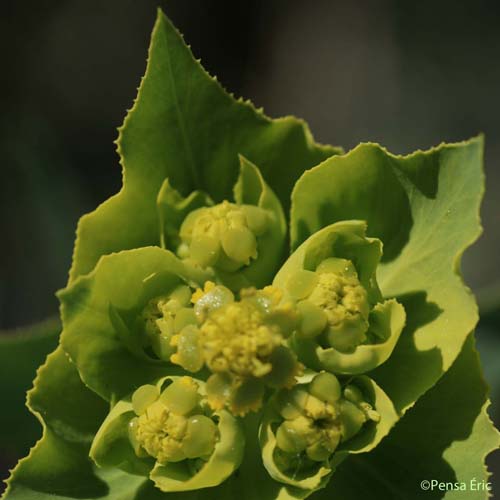 Euphorbe dentée - Euphorbia serrata