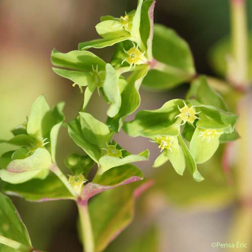 Euphorbe des vignes - Euphorbia peplus