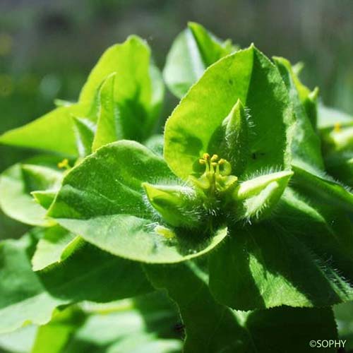 Euphorbe hirsute - Euphorbia hirsuta
