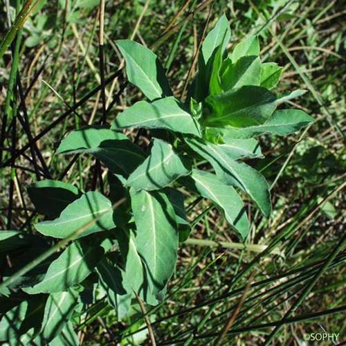Euphorbe hirsute - Euphorbia hirsuta