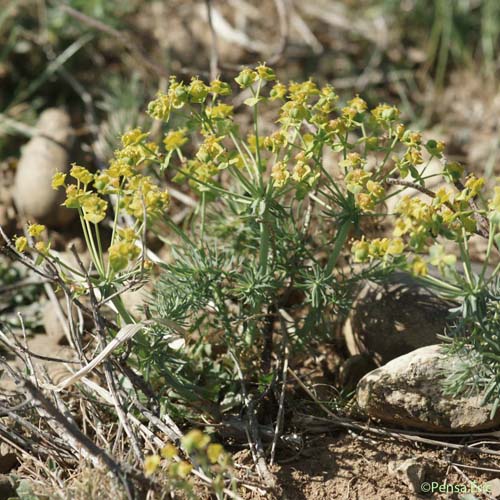 Euphorbe Petit-cyprès - Euphorbia cyparissias