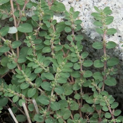 Euphorbe petit-figuier - Euphorbia chamaesyce subsp. chamaesyce