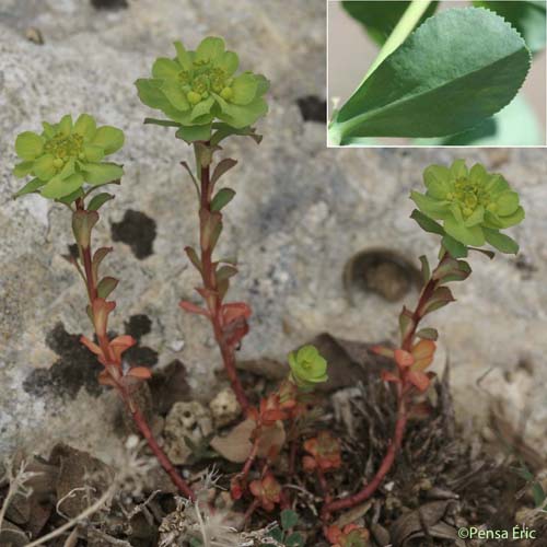 Euphorbe Réveille-matin - Euphorbia helioscopia subsp. helioscopia