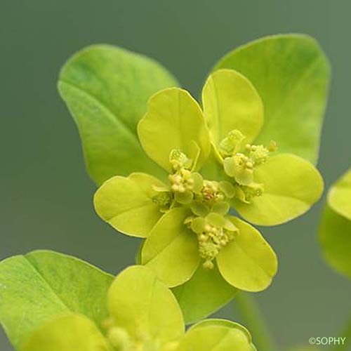 Euphorbe verruqueuse - Euphorbia flavicoma subsp. verrucosa