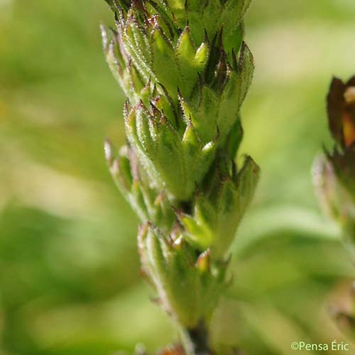 Euphraise à feuilles en peigne - Euphrasia pectinata