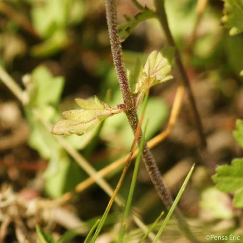 Euphraise de Rostkov - Euphrasia officinalis subsp. rostkoviana