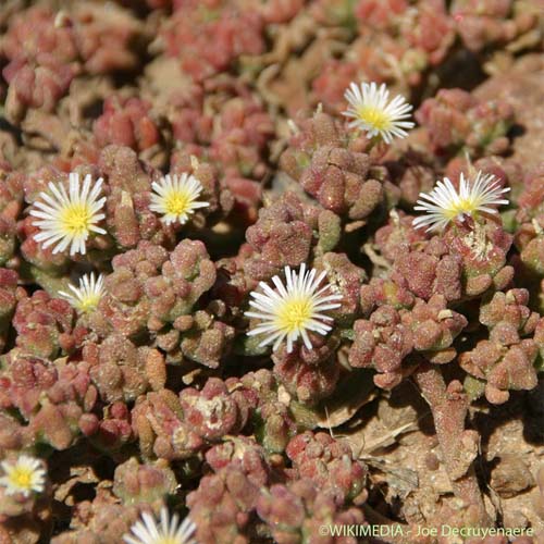Ficoïde à fleurs nodales - Mesembryanthemum nodiflorum