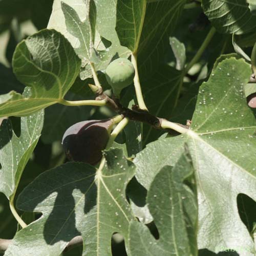 Figuier - Ficus carica