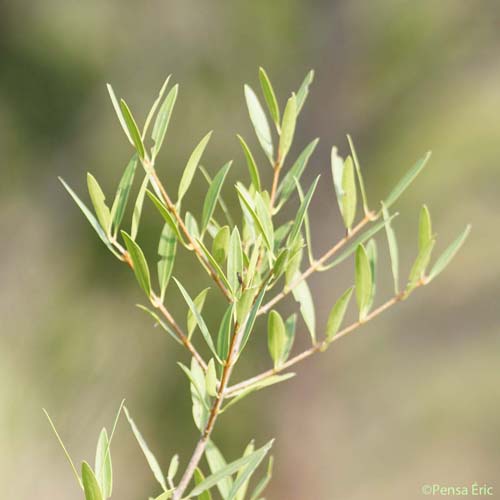 Filaire à feuilles étroites - Phillyrea angustifolia