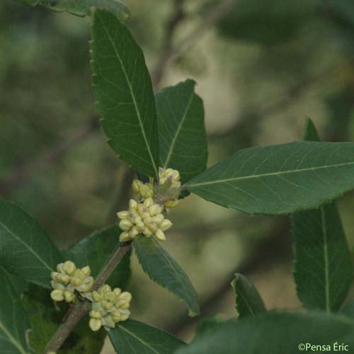Filaire à feuilles larges - Phillyrea latifolia