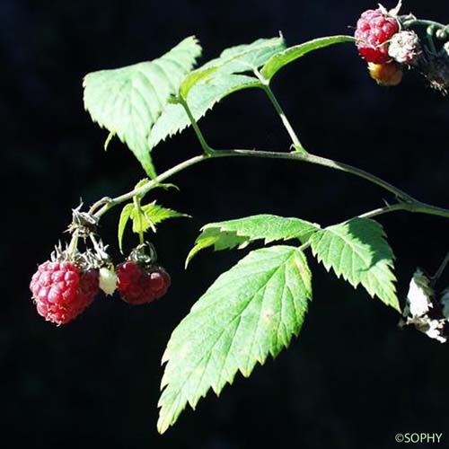 Framboisier - Rubus idaeus subsp. idaeus