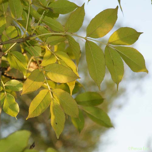 Frêne oxyphylle - Fraxinus angustifolia subsp. angustifolia