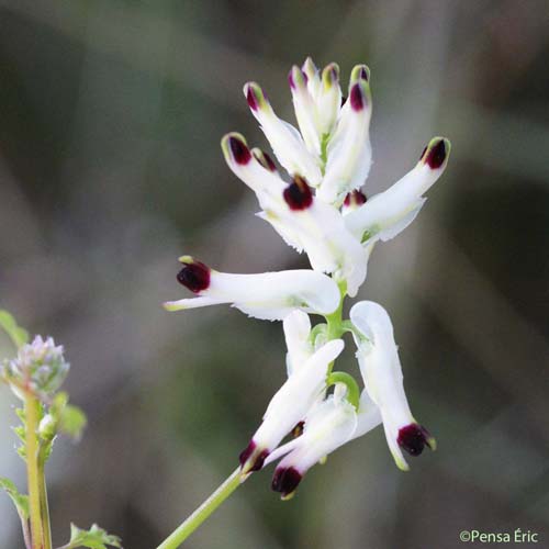 Fumeterre blanche - Fumaria capreolata