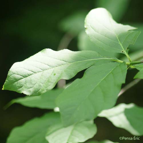 Fusain à larges feuilles - Euonymus latifolius