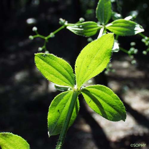 Gaillet à feuilles rondes - Galium rotundifolium