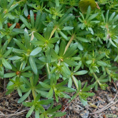 Gaillet à feuilles inégales - Galium anisophyllon
